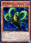 捕食植物ドロソフィルム・ヒドラ SPFE-JP002