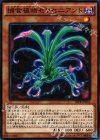 捕食植物セラセニアント SPFE-JP001