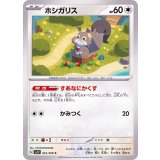 PK-SV1V-061 ホシガリス C