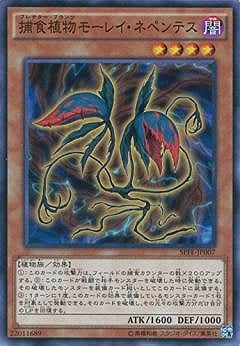 捕食植物モーレイ・ネペンテス SPFE-JP007