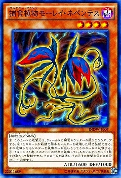捕食植物モーレイ・ネペンテス INOV-JP007
