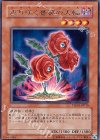 返り咲く薔薇の大輪 TSHD-JP016