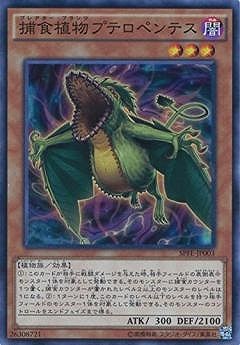 捕食植物プテロペンテス SPFE-JP003