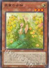 表裏の女神 [SUDA-JP029]