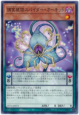 捕食植物スパイダー・オーキッド LVP3-JP075