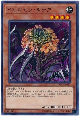 イビルセラ・ルテア IGAS-JP027